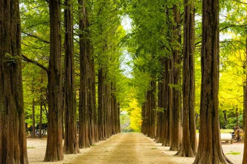 Tour Hàn Quốc 6 Ngày 5 Đêm: Busan - Gyeongju - Seoul - Đảo Nami Bay Vietnam Airlines